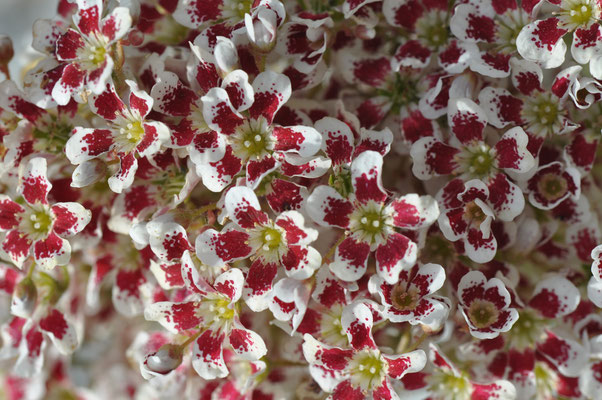 Saxifraga 'Southside Seedling' Red Form