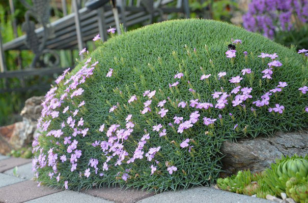 Dianthus erinaceus