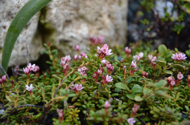Loiseleuria procumbens Alpe4nazalee Gemsheide   