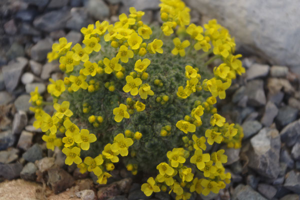 Draba  acaulis