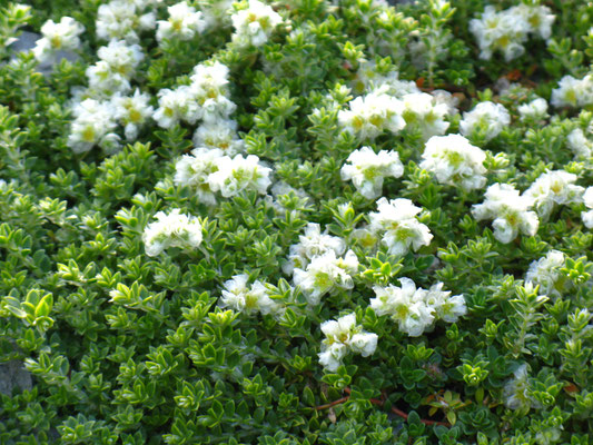 Minuartia Stellata Miere