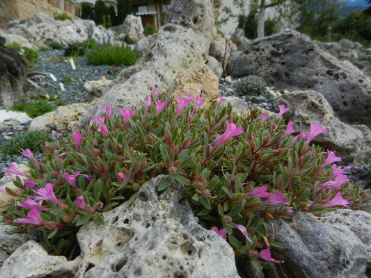 Collomia debilis