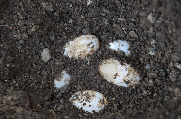 Eier von Emys orbicularis Europäische-Sumpfschildkröte