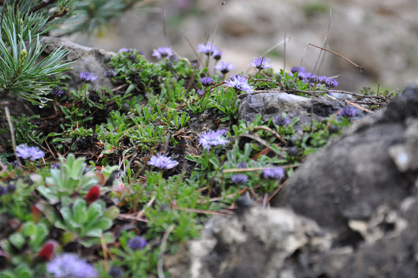 Globularia cordifolia Herzblättrige Kugelblume 