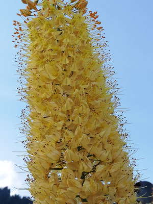 Eremurus Steppenkerze