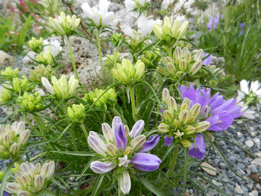 Edraianthus graminifolius