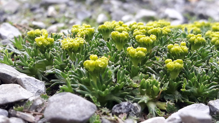 Azorella trifurcata  Nana 