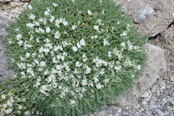 Astragalus angustifolius
