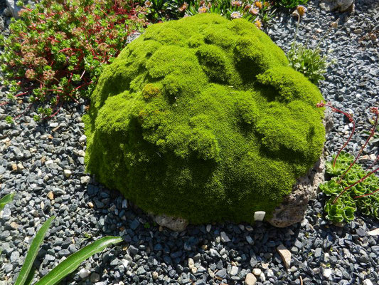 Scleranthus uniflora