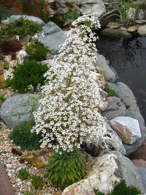 Saxifraga longfolia