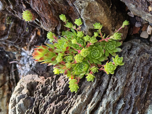 Sempervivum