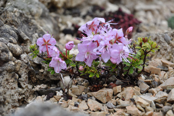 Rhododammnus chamaecistus Zwergalpenrose  