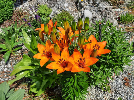 lilium bulbiferum