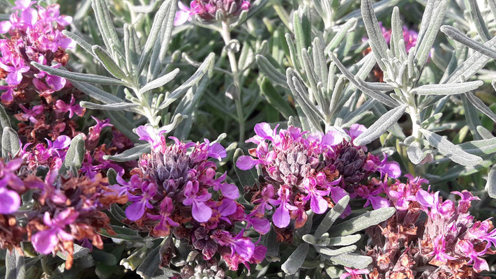 Teucrium ackermannii 