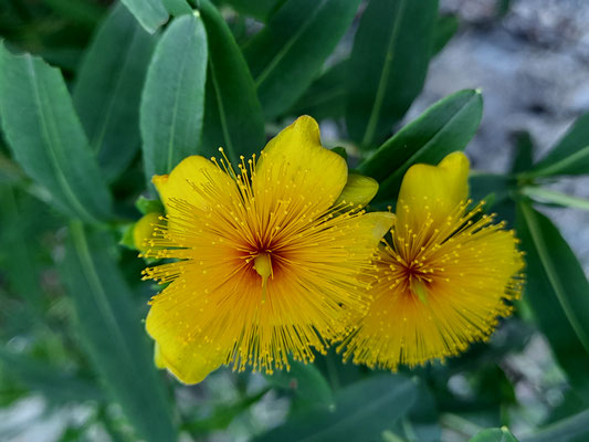 Hypericum densiflorum 'Buttercup