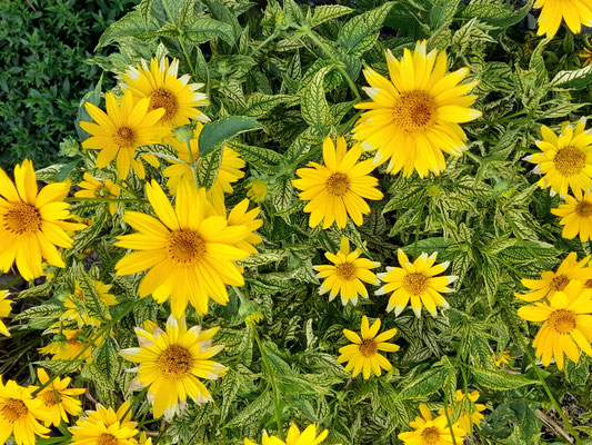 Heliopsis Louraine Sunshine Sonnenauge