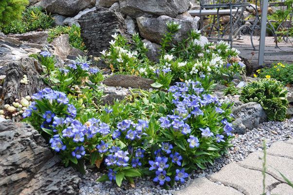 Gentiana Gelida