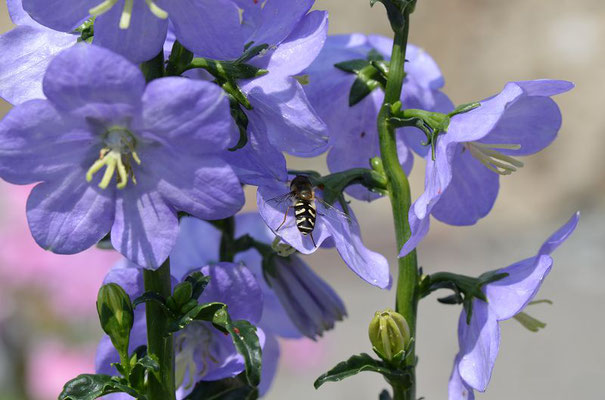 Campanula nitita 