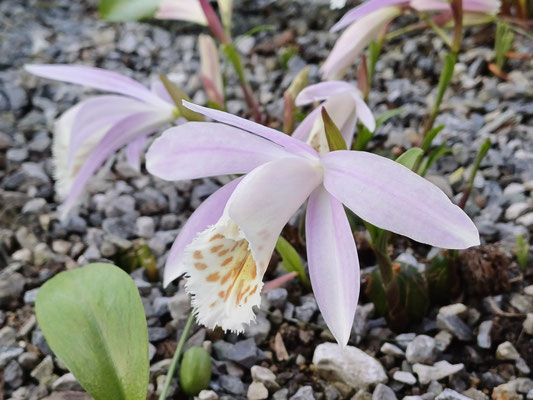 Pleione limprechtii Tibet Orchidee