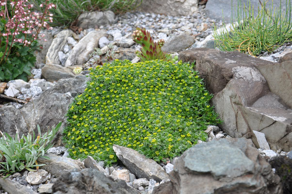 Azorella trifurcata  Nana 