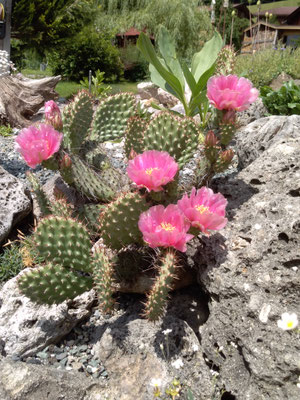 Opuntia Polyacantha