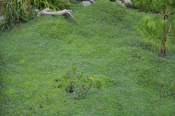 Raoulia lutescens