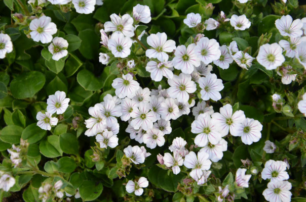Gypsophilla cerrastioides