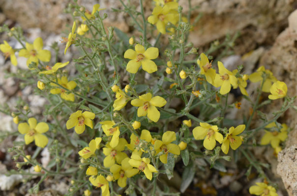 Verbascum Letitia Königskerze 