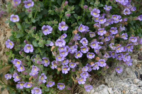 Chaenarrhinum glaerosum