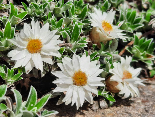 Helichrysum praecurrens