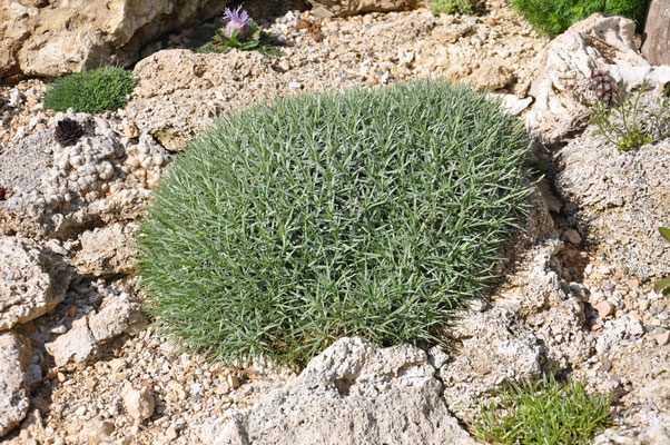 Acantholimon hohenackeri 