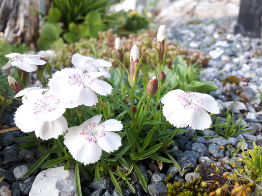 Dianthus glazialis Gletschernelke   alba