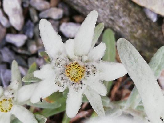 Leontopodium