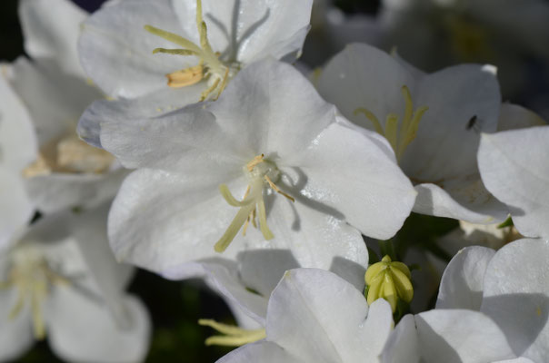 Campanula nidita alba