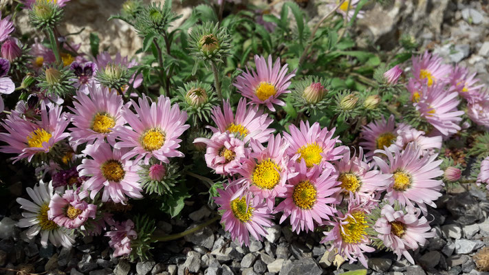 Aster coloradensis
