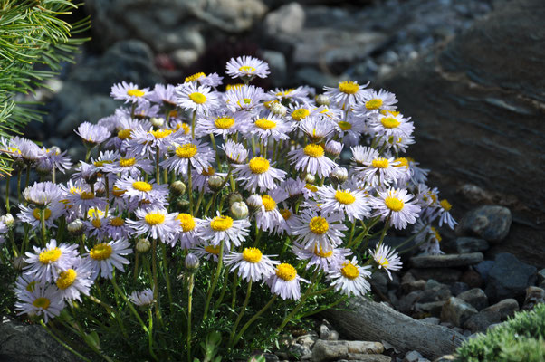 Erigeron triffidus 