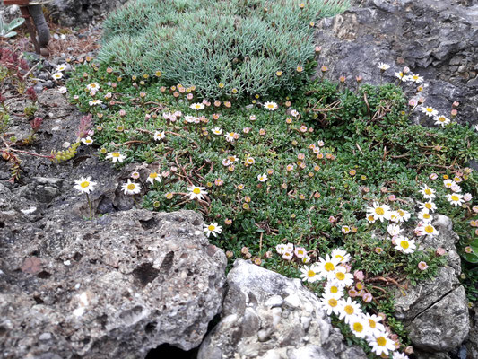 Erigeron scopolinus