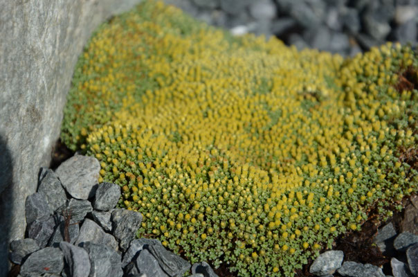 Raoulia glabra