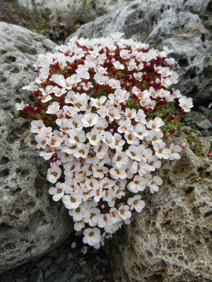 Saxifraga