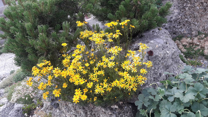 senecio abrotanifolius Eberrauten-geiskraut