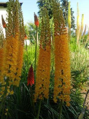 Eremurus Steppenkerze