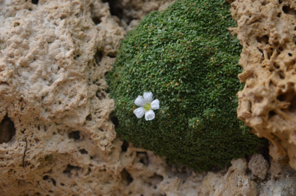 Gypsophilla aretioides