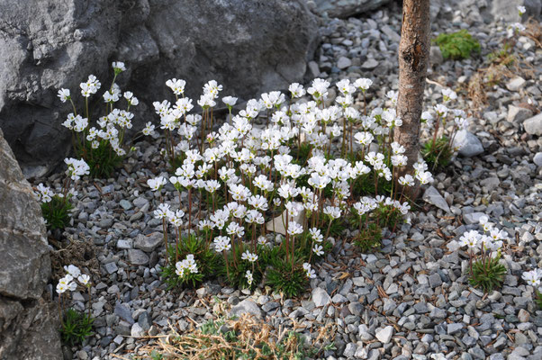Androsace carnea brigantiaca 