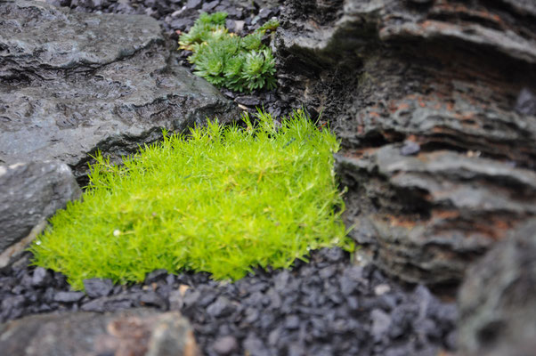 Sagina subulata 'Lime Moss