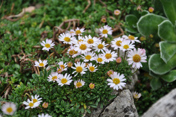 Erigeron scopolinus