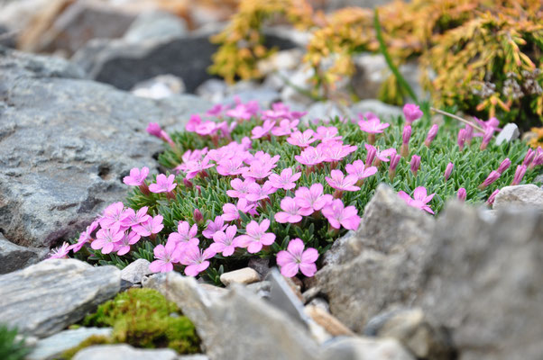 dianthus myrtinervius ssp caespitosus   