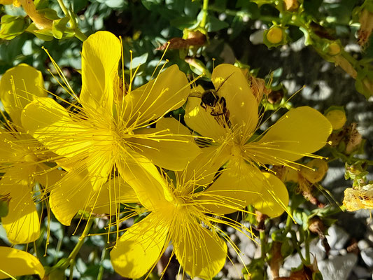 Hypericum olympicum