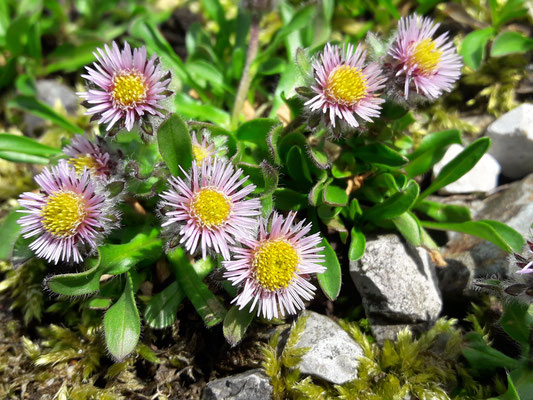 Erigeron Borealis