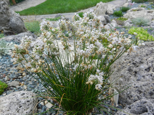 Allium  cyaneum enzianlauch 