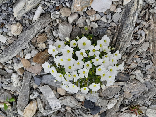 Arenaria montana 